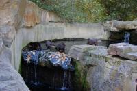 Imagine atasata: Zoo Berlin 0568.JPG